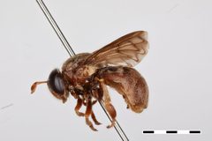 Microdon abditus by the Smithsonian. Used under a CC0 license.