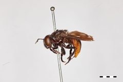 Microdon pulcher by the Smithsonian. Used under a CC0 license.