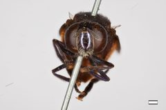 Microdon pulcher by the Smithsonian. Used under a CC0 license.
