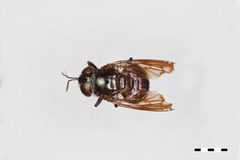 Microdon pulcher by the Smithsonian. Used under a CC0 license.