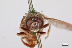 Microdon tristis ruficrus by the Smithsonian. Used under a CC0 license.