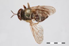 Microdon tristis ruficrus by the Smithsonian. Used under a CC0 license.