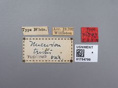 Microdon tristis ruficrus by the Smithsonian. Used under a CC0 license.