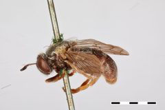 Microdon tristis ruficrus by the Smithsonian. Used under a CC0 license.