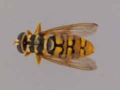 Milesia virginiensis by the Smithsonian. Used under a CC0 license.
