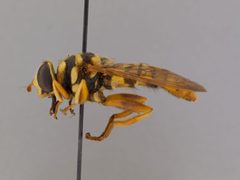 Milesia virginiensis by the Smithsonian. Used under a CC0 license.