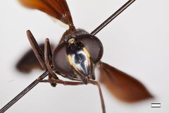 Monoceromyia petersi by the Smithsonian. Used under a CC0 license.