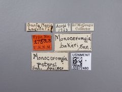 Monoceromyia petersi by the Smithsonian. Used under a CC0 license.