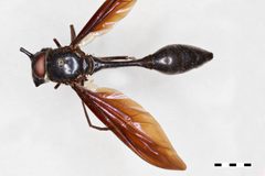 Monoceromyia petersi by the Smithsonian. Used under a CC0 license.