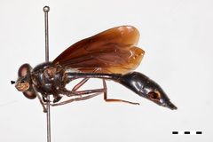 Monoceromyia petersi by the Smithsonian. Used under a CC0 license.
