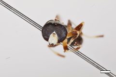 Myolepta graciliventris by the Smithsonian. Used under a CC0 license.