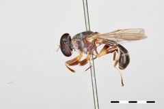 Myolepta graciliventris by the Smithsonian. Used under a CC0 license.