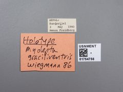 Myolepta graciliventris by the Smithsonian. Used under a CC0 license.