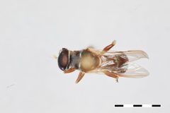 Myolepta graciliventris by the Smithsonian. Used under a CC0 license.