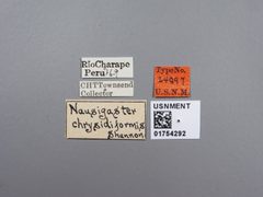 Nausigaster chrysidiformis by the Smithsonian. Used under a CC0 license.