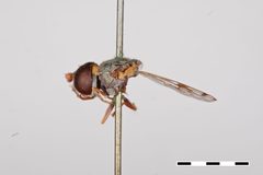 Nausigaster punctulata by the Smithsonian. Used under a CC0 license.