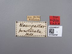 Nausigaster punctulata by the Smithsonian. Used under a CC0 license.