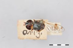 Nausigaster punctulata by the Smithsonian. Used under a CC0 license.