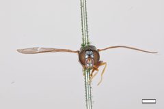 Neoascia distincta by the Smithsonian. Used under a CC0 license.