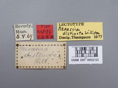 Neoascia distincta by the Smithsonian. Used under a CC0 license.