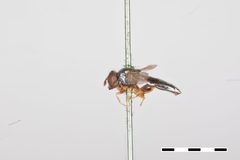 Neoascia distincta by the Smithsonian. Used under a CC0 license.