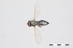 Neoascia distincta by the Smithsonian. Used under a CC0 license.