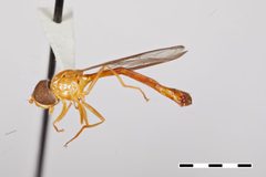 Ocyptamus ferrugineus by the Smithsonian. Used under a CC0 license.