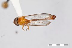 Ocyptamus ferrugineus by the Smithsonian. Used under a CC0 license.