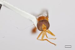 Ocyptamus ferrugineus by the Smithsonian. Used under a CC0 license.