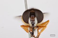 Palpada xanthosceles by the Smithsonian. Used under a CC0 license.