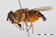 Palpada xanthosceles by the Smithsonian. Used under a CC0 license.