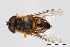 Palpada xanthosceles by the Smithsonian. Used under a CC0 license.