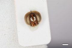 Parasyrphus thompsoni by the Smithsonian. Used under a CC0 license.
