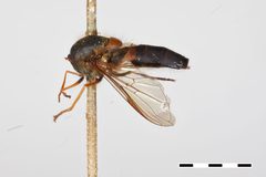Parasyrphus thompsoni by the Smithsonian. Used under a CC0 license.