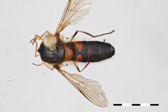 Parasyrphus thompsoni by the Smithsonian. Used under a CC0 license.