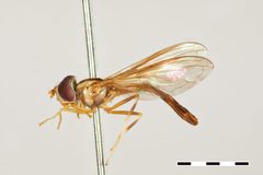 Pelecinobaccha alia by the Smithsonian. Used under a CC0 license.