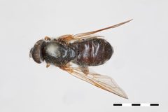 Pipiza albipilosa by the Smithsonian. Used under a CC0 license.