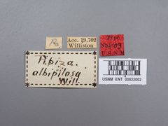 Pipiza albipilosa by the Smithsonian. Used under a CC0 license.