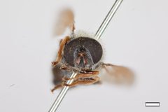 Pipiza albipilosa by the Smithsonian. Used under a CC0 license.