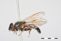 Pipiza albipilosa by the Smithsonian. Used under a CC0 license.
