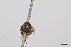 Pipiza pistacoides by the Smithsonian. Used under a CC0 license.