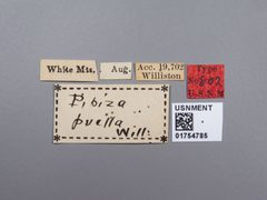 Pipiza puella by the Smithsonian. Used under a CC0 license.