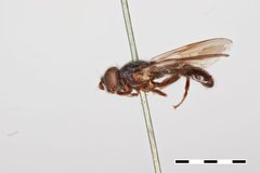 Pipiza puella by the Smithsonian. Used under a CC0 license.