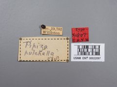 Pipiza pulchella by the Smithsonian. Used under a CC0 license.