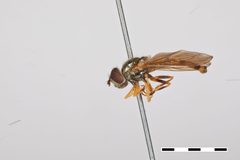 Platycheirus chaetopodus by the Smithsonian. Used under a CC0 license.