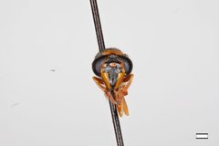 Polybiomyia bellardi by the Smithsonian. Used under a CC0 license.