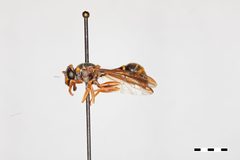 Polybiomyia bellardi by the Smithsonian. Used under a CC0 license.