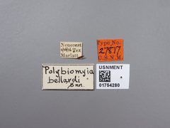 Polybiomyia bellardi by the Smithsonian. Used under a CC0 license.