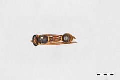 Polybiomyia bellardi by the Smithsonian. Used under a CC0 license.