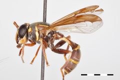 Polybiomyia engelhardti by the Smithsonian. Used under a CC0 license.